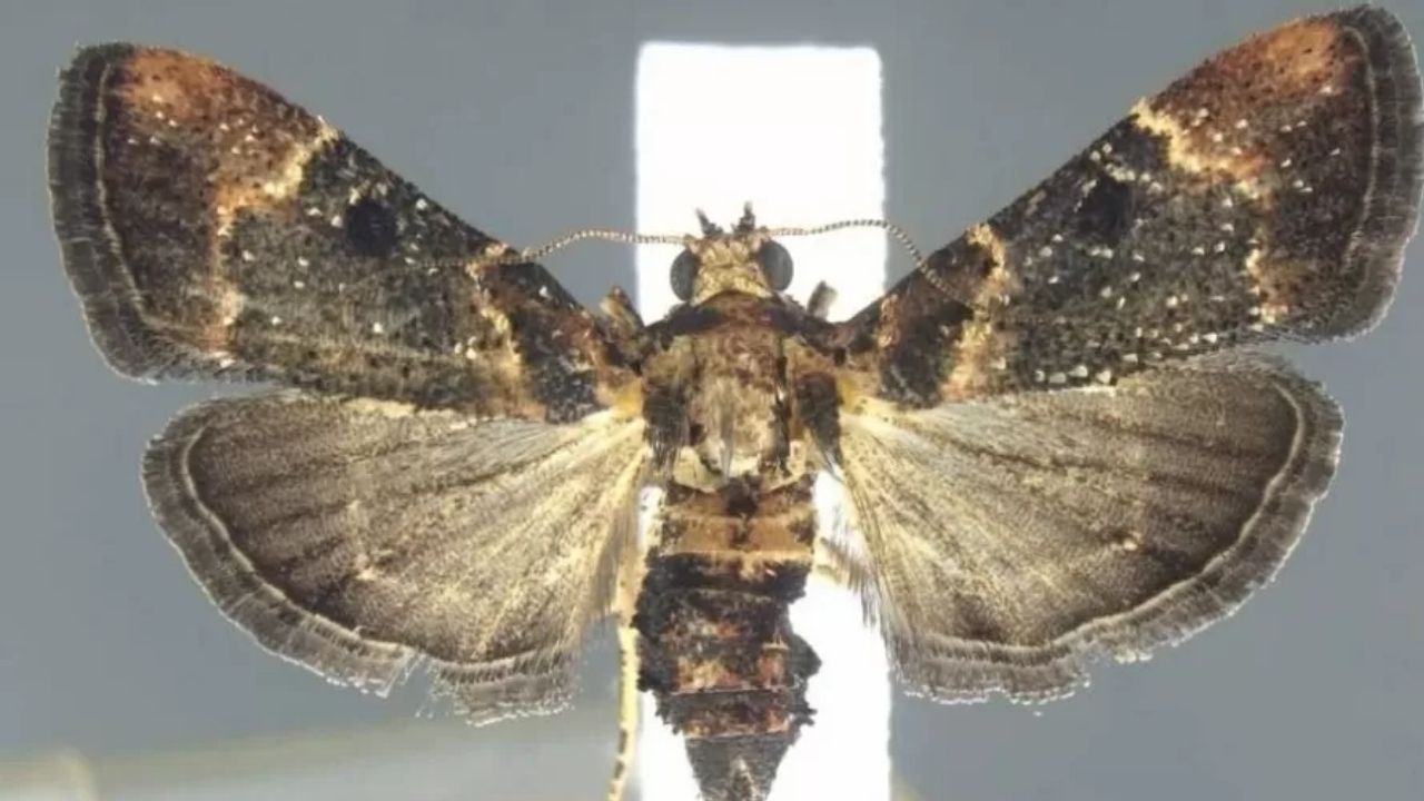 Não era vista há mais de um século: a mariposa encontrada em mala de viajante