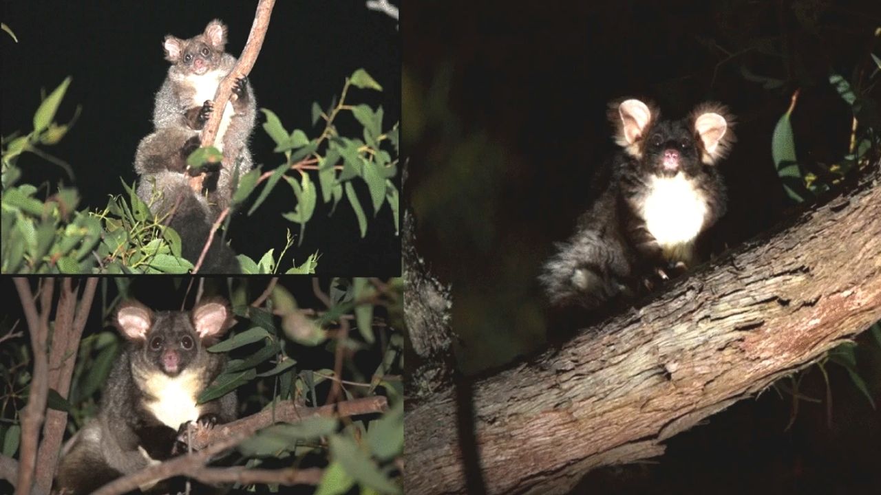 Dois novos marsupiais desconhecidos pela ciência são encontrados na Austrália