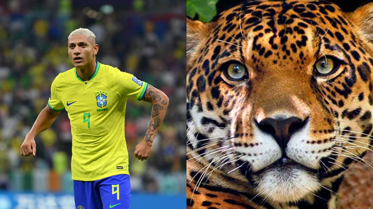 Antes de ir à Copa, Richarlison adotou onça-pintada no Pantanal