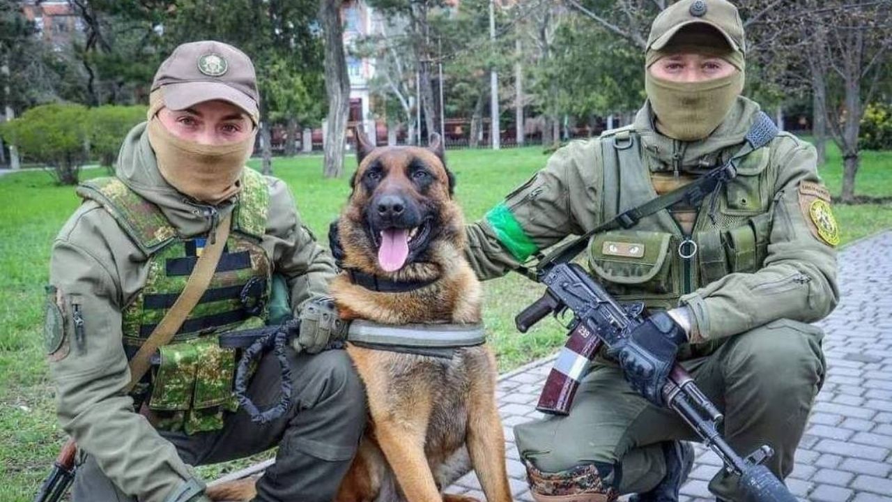 O cachorro que ‘trocou de lado’ após ser resgatado por soldados ucranianos
