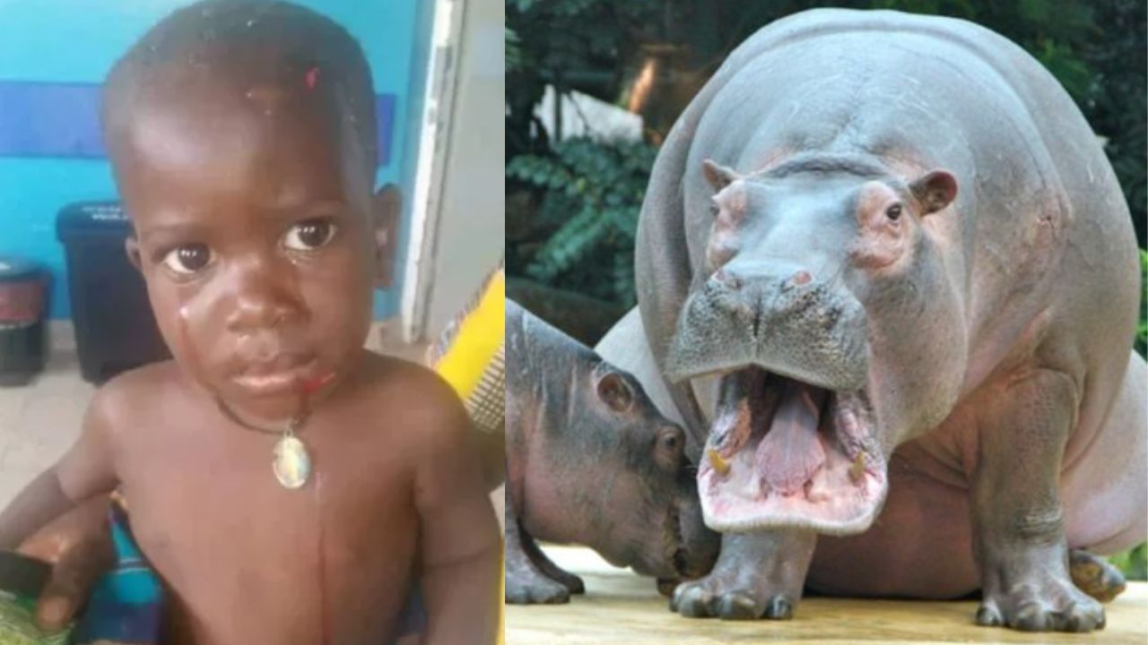 Menino de 2 anos sobrevive após ser abocanhado por hipopótamo