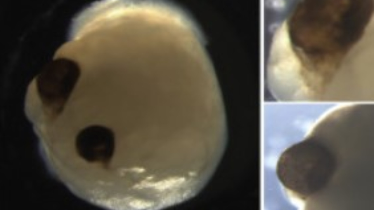 Em laboratório, cientistas desenvolvem mini-cérebros com conjunto de ‘olhos’