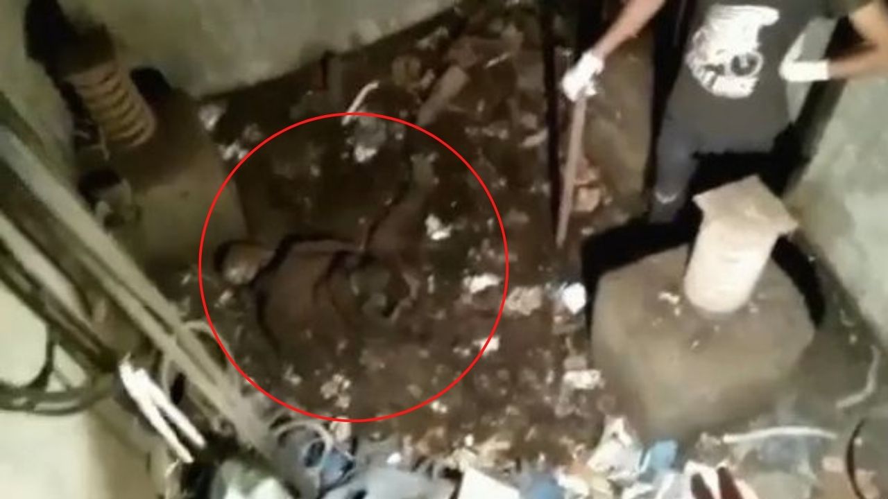 Na Índia, mecânicos descobrem esqueleto humano em elevador abandonado