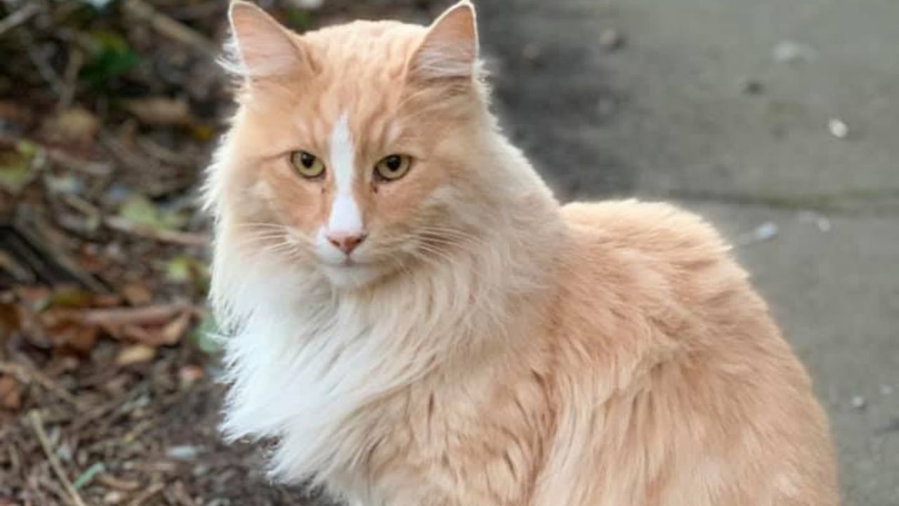 Na Nova Zelândia, gato influencer é nomeado para prêmio de Cidadão do Ano
