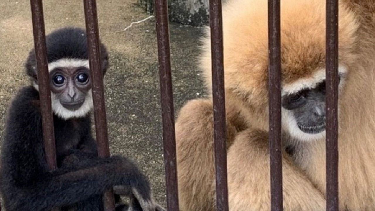 Zoológico explica mistério de macaca que engravidou ‘sozinha’ há dois anos