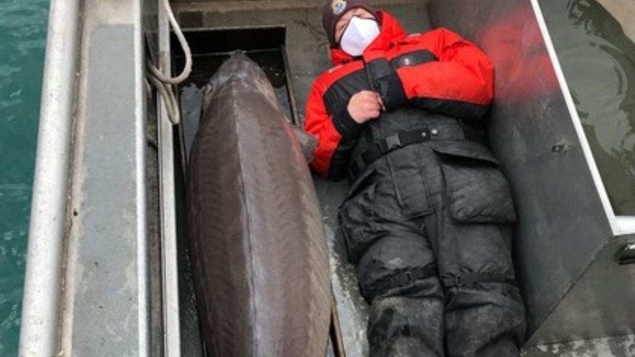 Peixe chamado de ‘Monstro do rio’ é encontrado nos EUA
