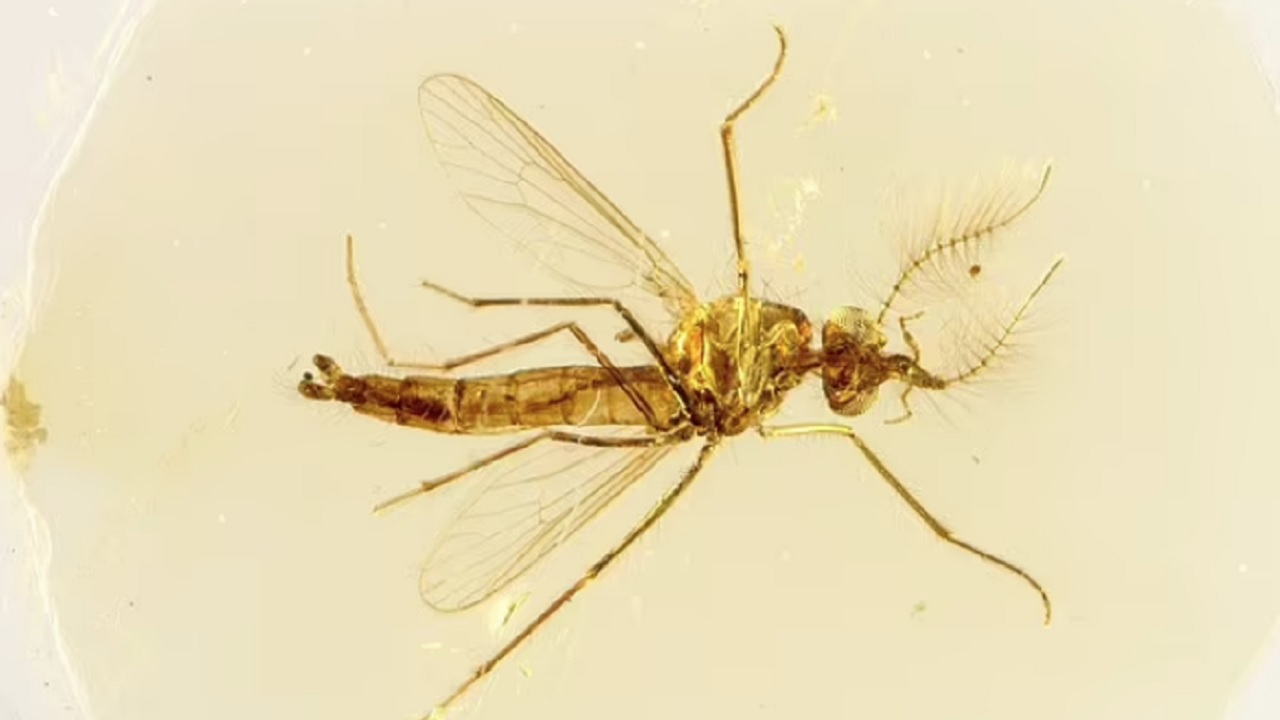 Preservados em âmbar, mosquitos de 130 milhões de anos surpreendem pesquisadores