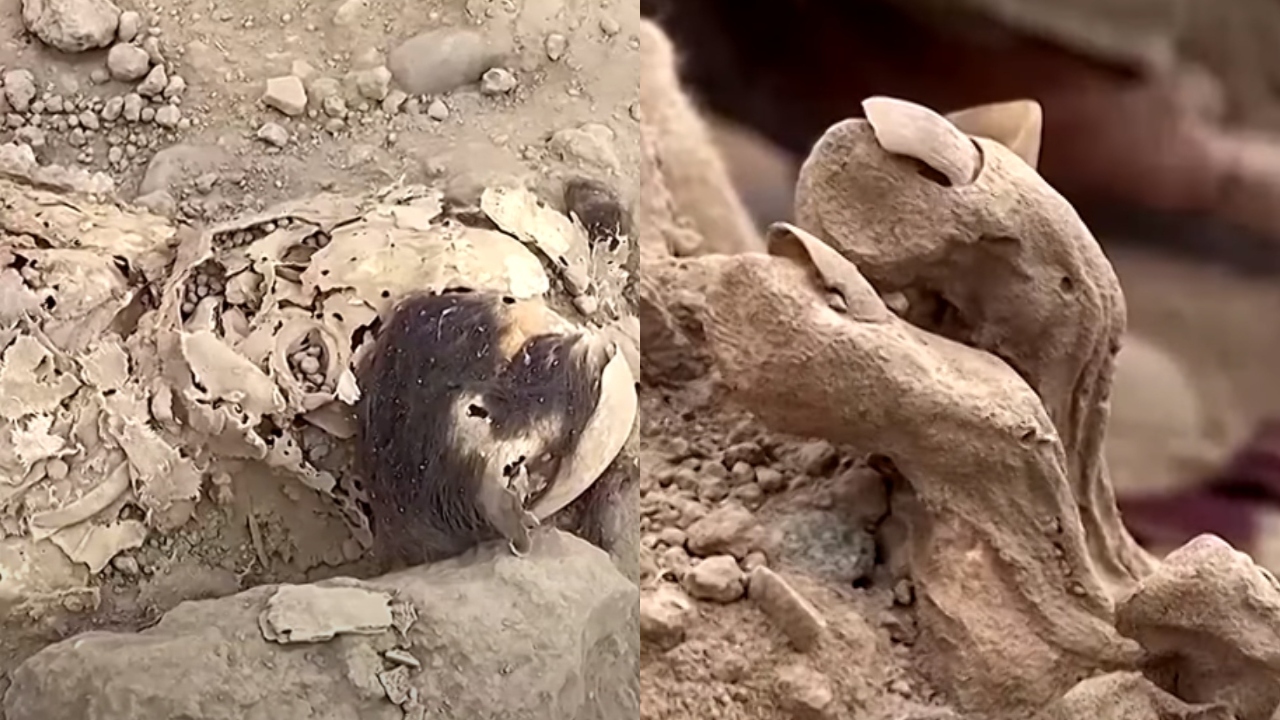 Em imagens: 8 impressionantes múmias são encontradas no Peru