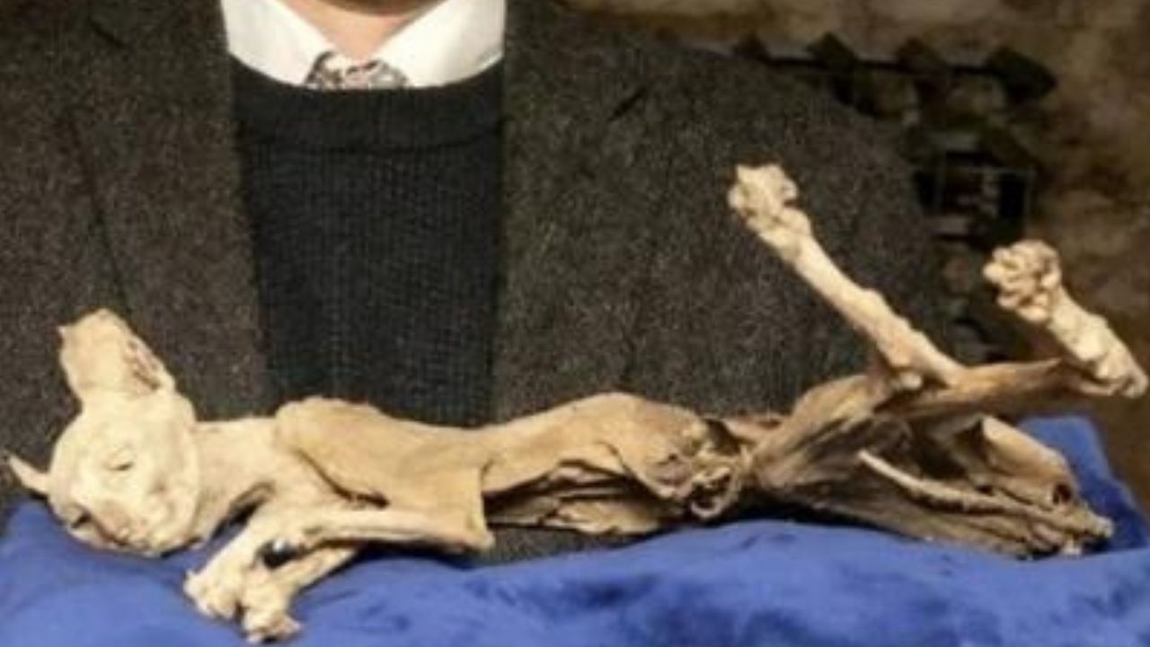 Gato mumificado descoberto na Romênia será leiloado na Inglaterra