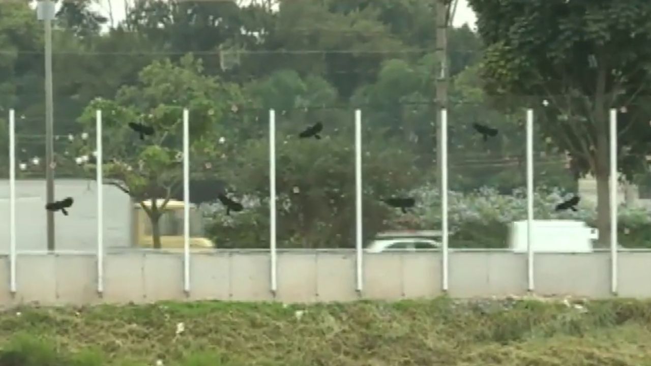 USP: Muro de vidro na Marginal Pinheiros será substituído por corredor ecológico