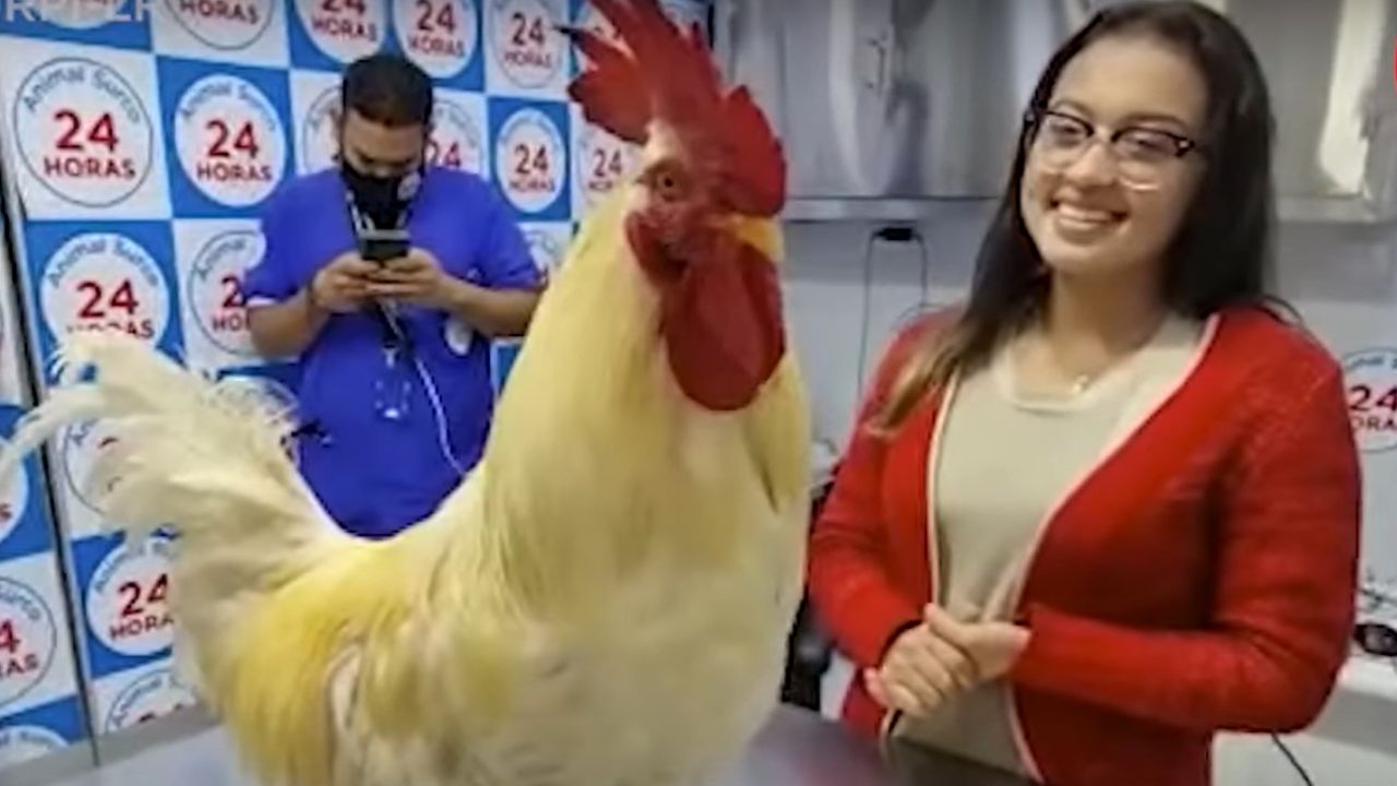O galo de estimação que tem incomodado uma vizinhança no Peru