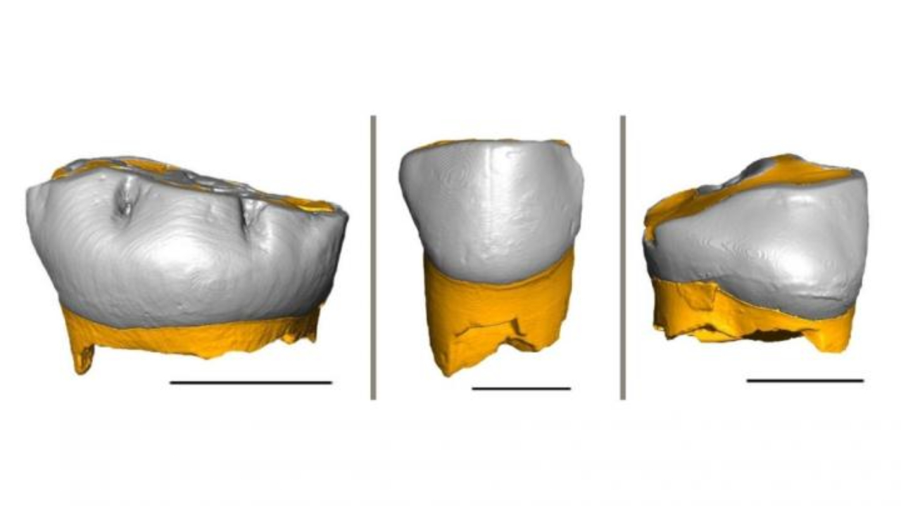 Neandertais administravam a dieta de seus bebês como os seres humanos modernos, aponta estudo
