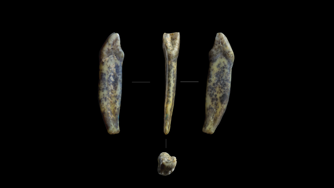 Raros dentes de Neandertais são encontrados na Sibéria