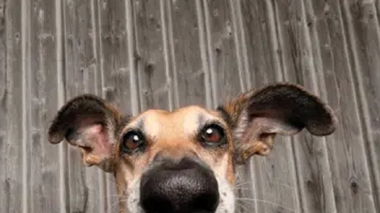 Cadela que foi abandonada em abrigo ganha prêmio de “foto de pet mais engraçada de 2020”