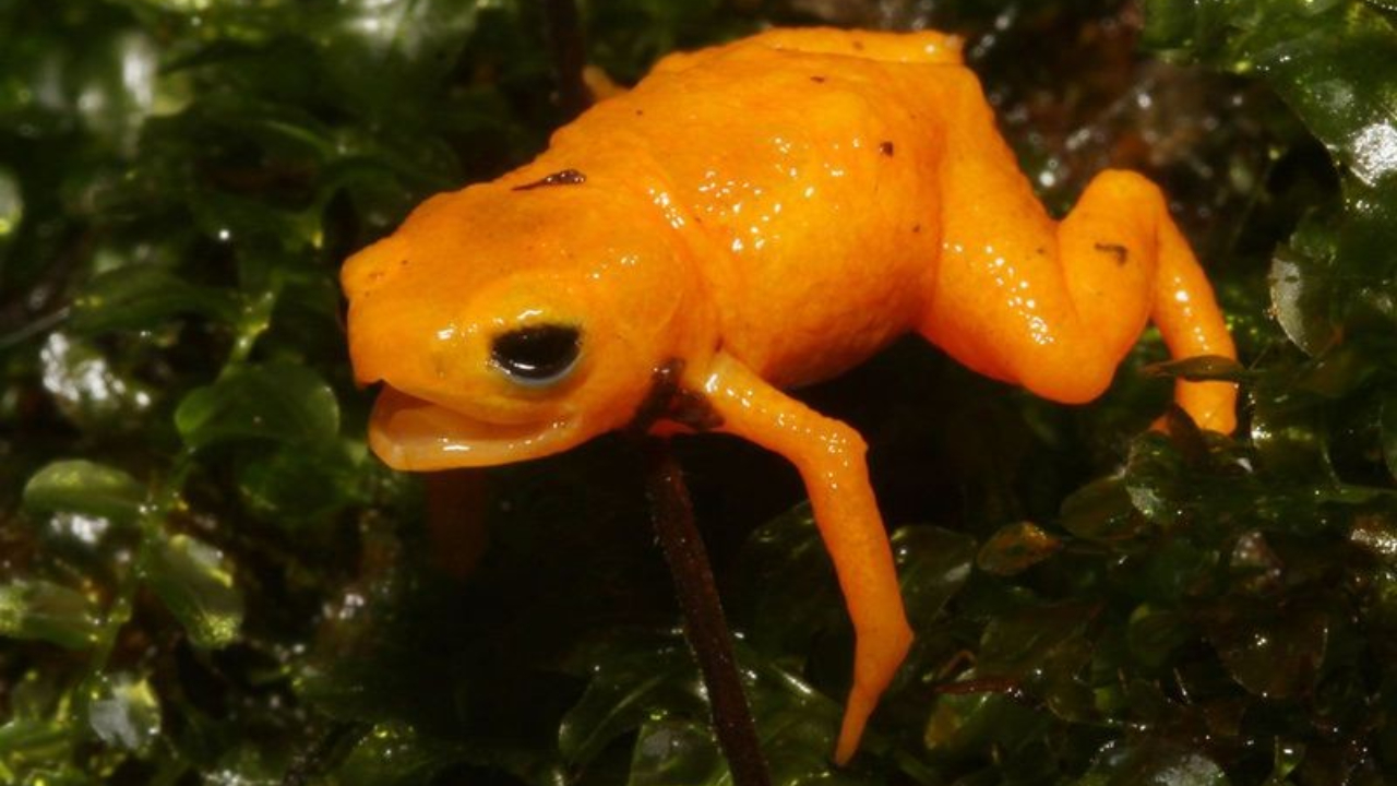 Cientistas brasileiros encontram nova espécie de sapo ‘fluorescente’