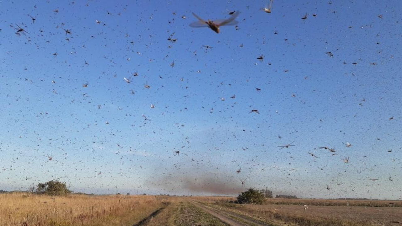 Serviço argentino publica alerta de perigo devido a nuvem de gafanhotos