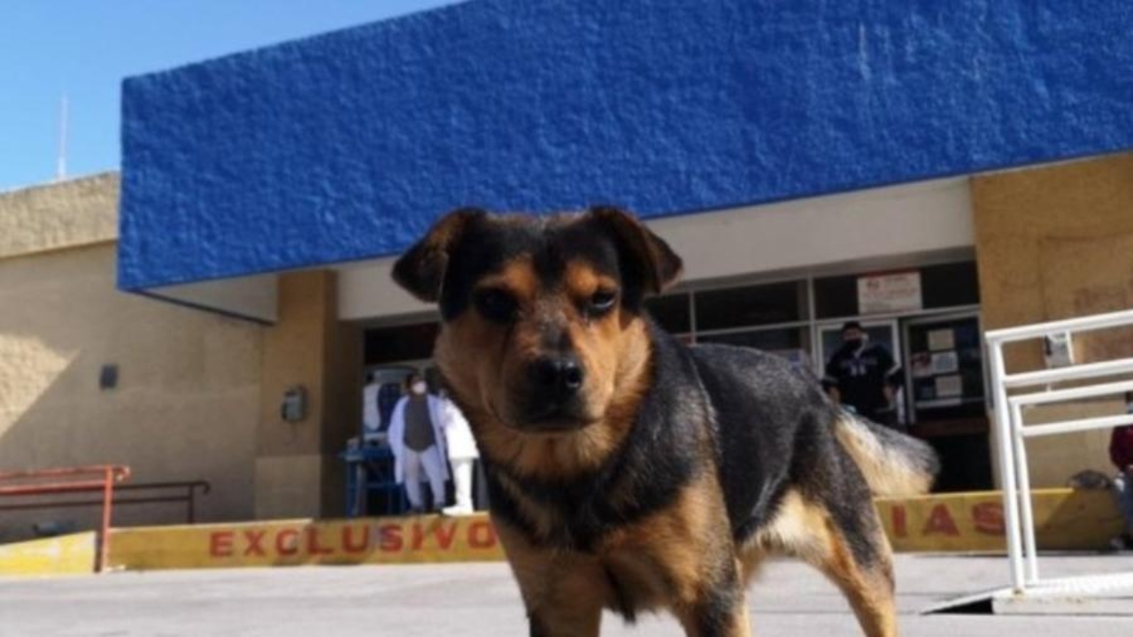 Em hospital, cão espera há mais de um mês por dono que morreu de Covid-19
