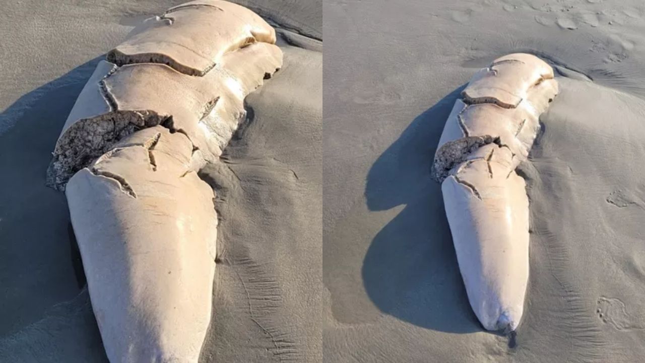 Mais lidas: Suposto órgão animal marinho gigante chama atenção de banhistas em SP
