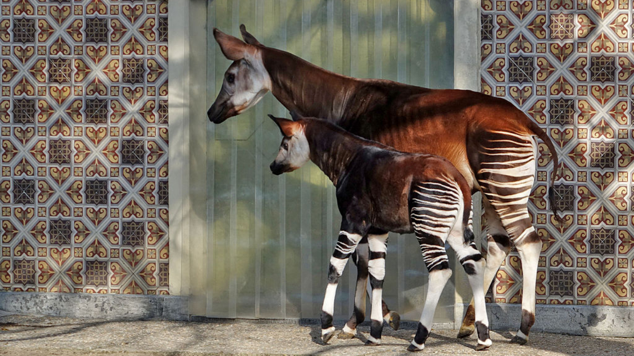 Ameaçado de extinção, filhote de ocapi nasce em zoológico da Inglaterra