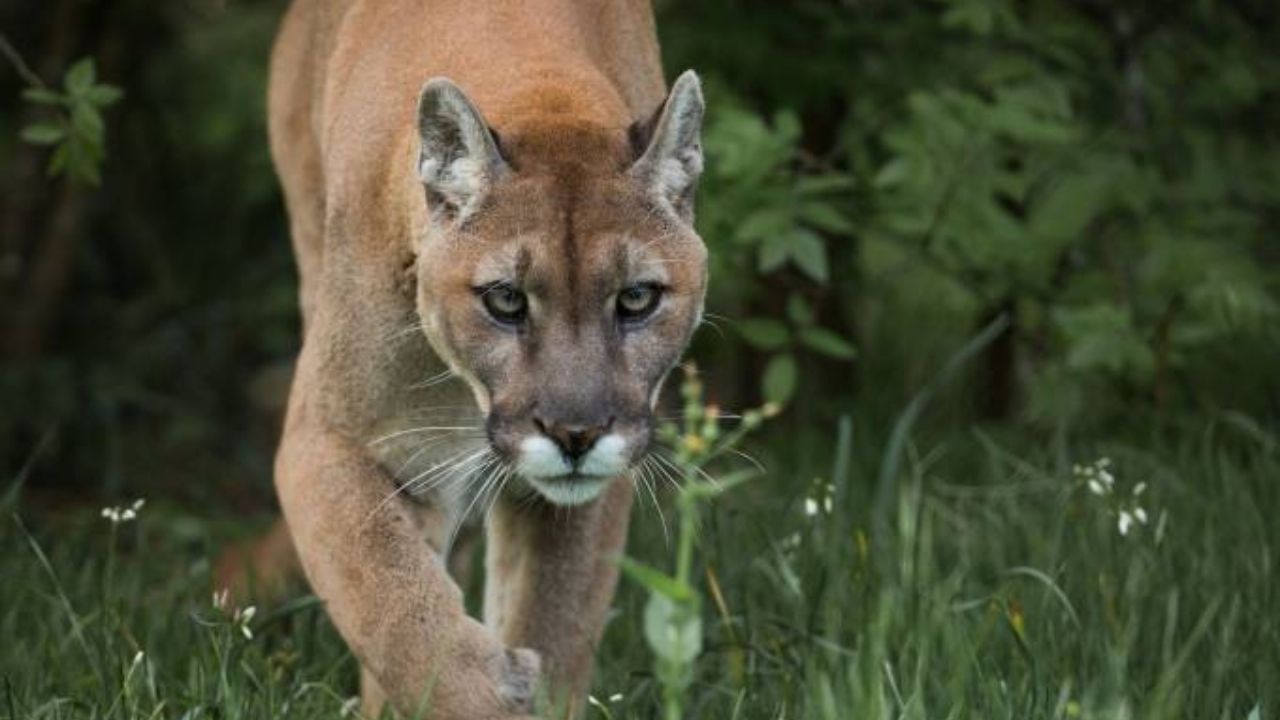Considerada extinta no Brasil há 85 anos, onça-parda volta a habitar o RJ