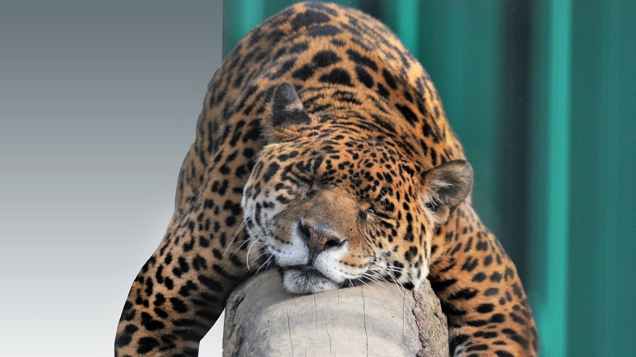 Estudo aponta que onças da Amazônia estão se adaptando à deterioração em seu habitat natural