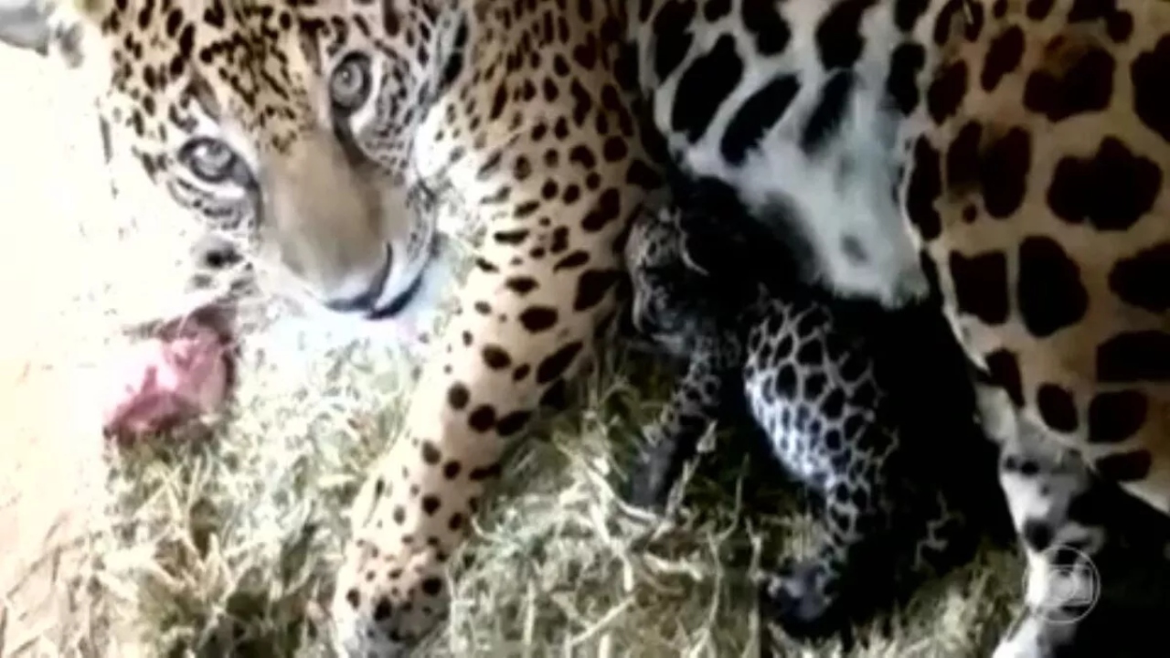 Onça que comoveu internautas em incêndio no Pantanal não consegue voltar à natureza