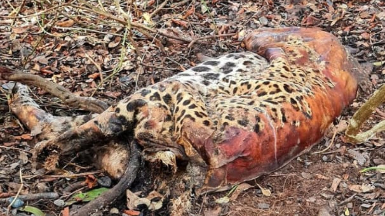 Polícia Federal investiga a misteriosa morte de duas onças no Pantanal