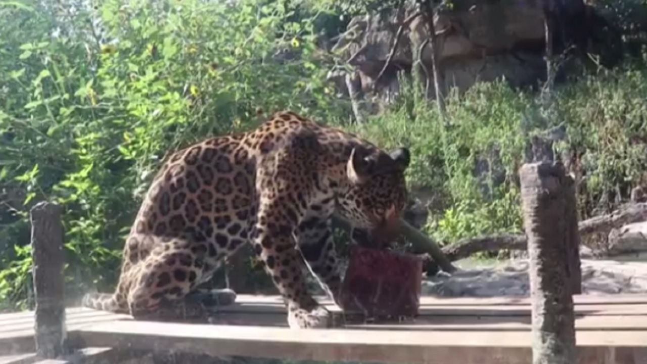 Zoológico oferece sorvete de sangue para onça devido ao calor excessivo