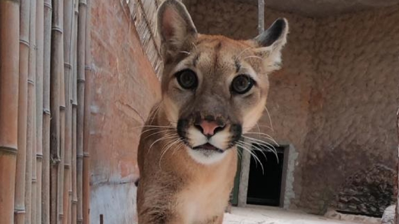 Onça Loki foge do Zoo de Brasília e causa confusão