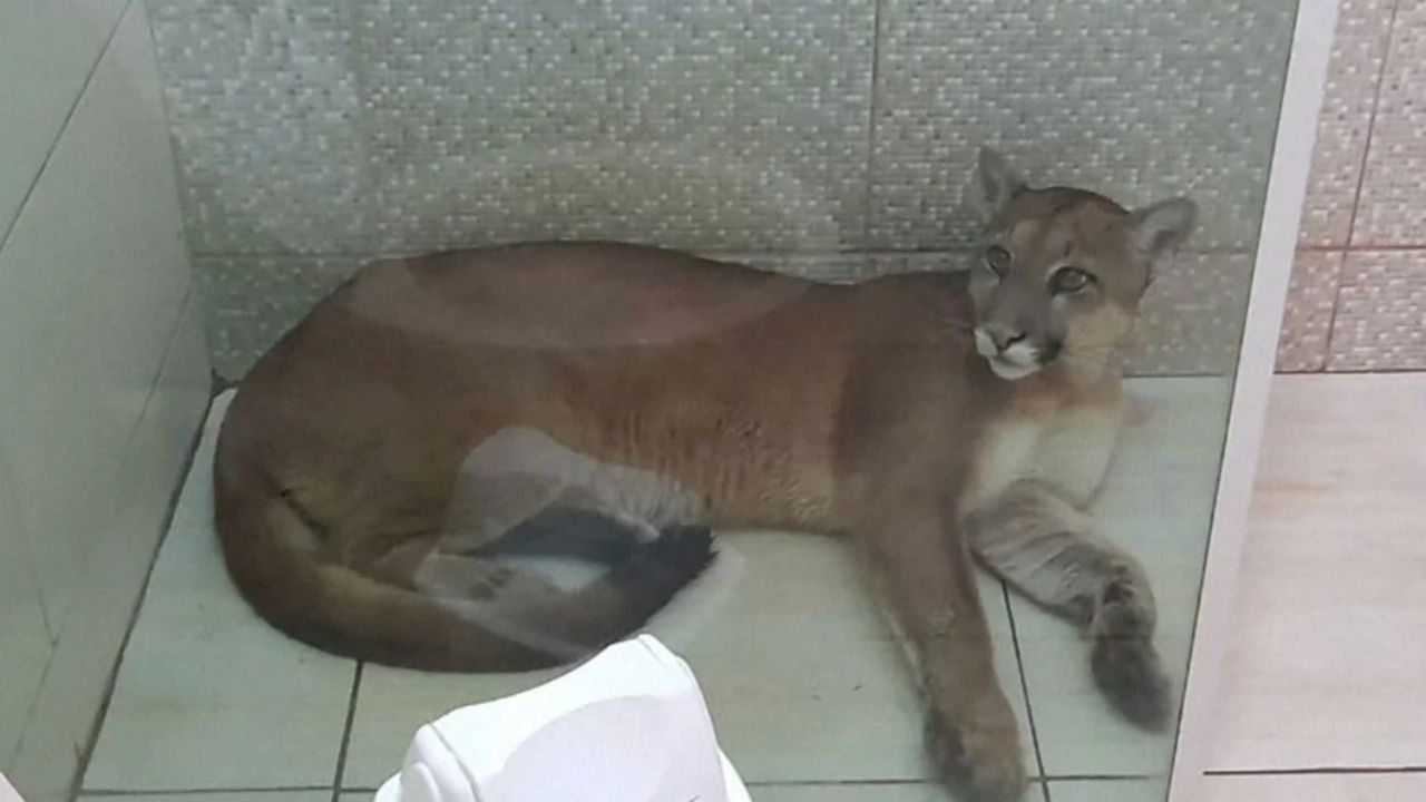 Onça-parda é presa em banheiro após invadir casa no interior de São Paulo