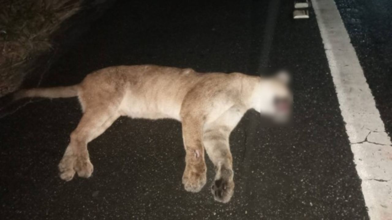 Terceira onça-parda morre atropelada em mesmo ponto de estrada no Rio de Janeiro