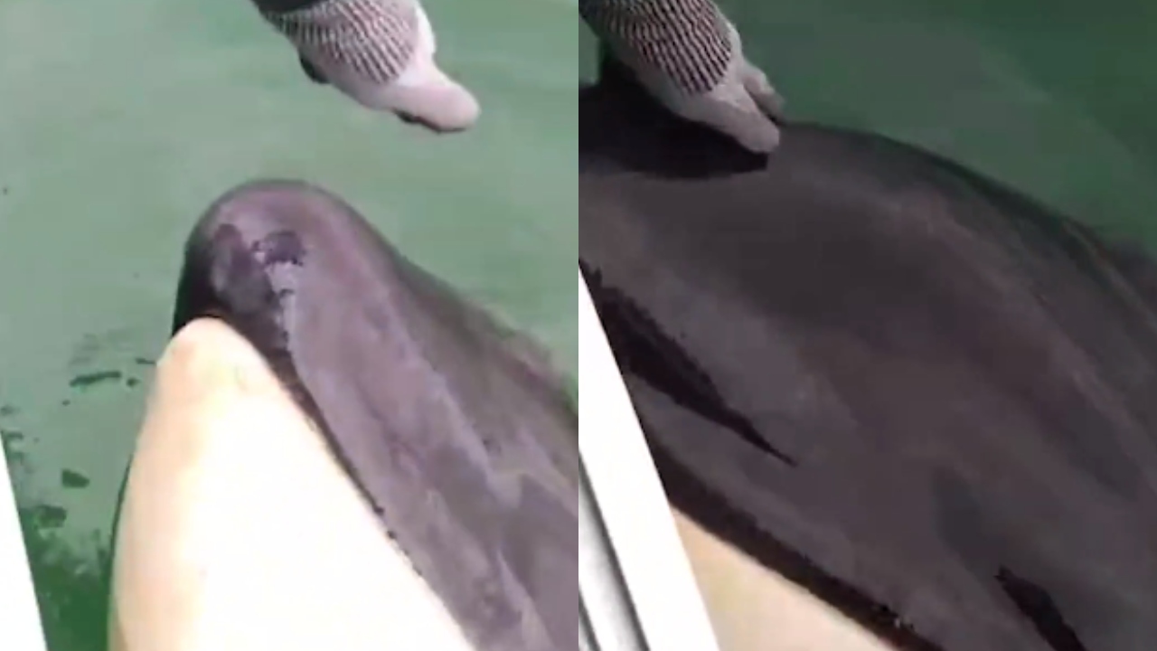 A história trágica por trás do vídeo viral de uma orca interagindo com mergulhadores