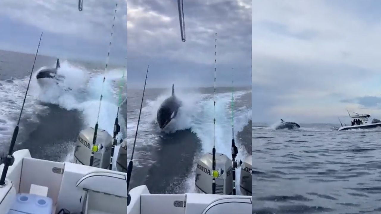 Orca surpreende turistas ao acompanhar barco no México