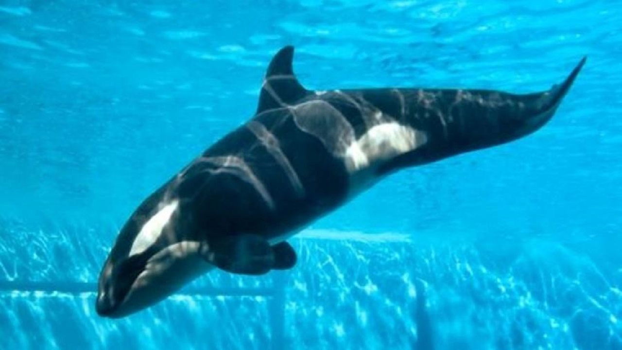 SeaWorld anuncia ‘morte repentina’ de orca de 6 anos
