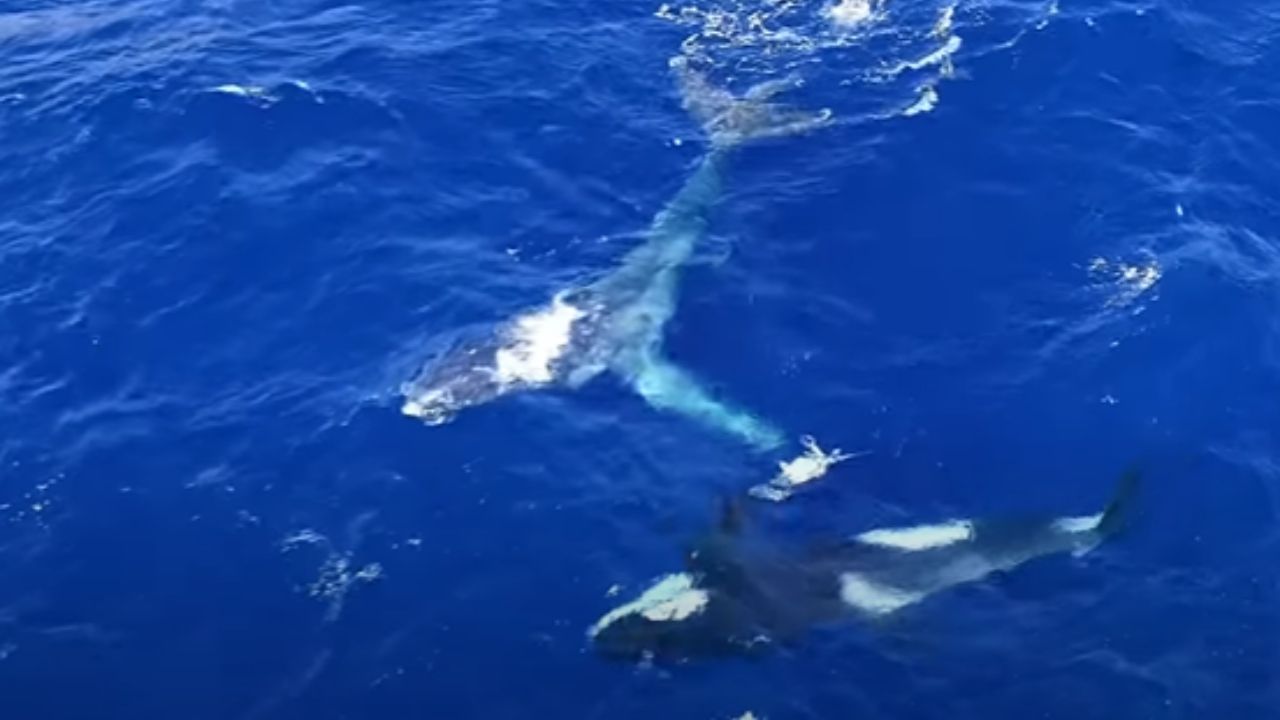 Baleia jubarte é resgatada por grupo de orcas, seu principal predador