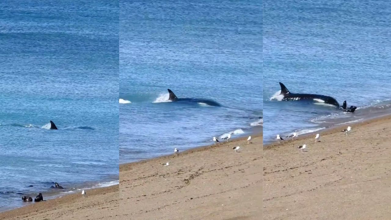 Orca argentina é gravada realizando o arriscado ‘encalhe intencional’, confira!