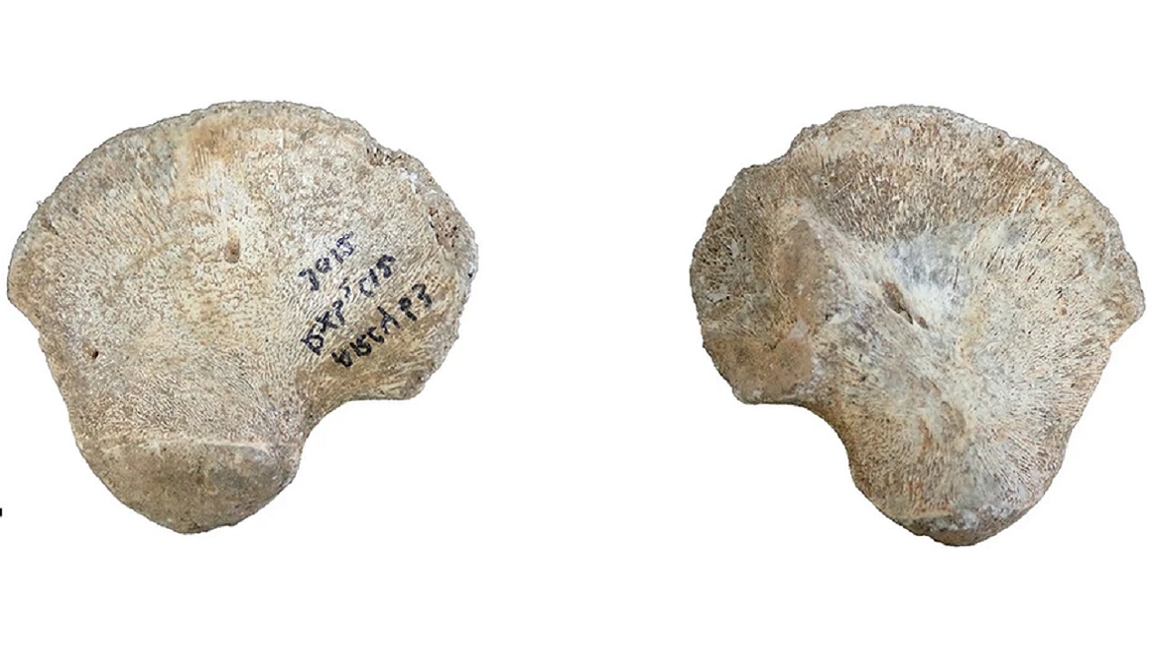 Osso pélvico de 45.000 anos pertence à criança de linhagem humana desconhecida