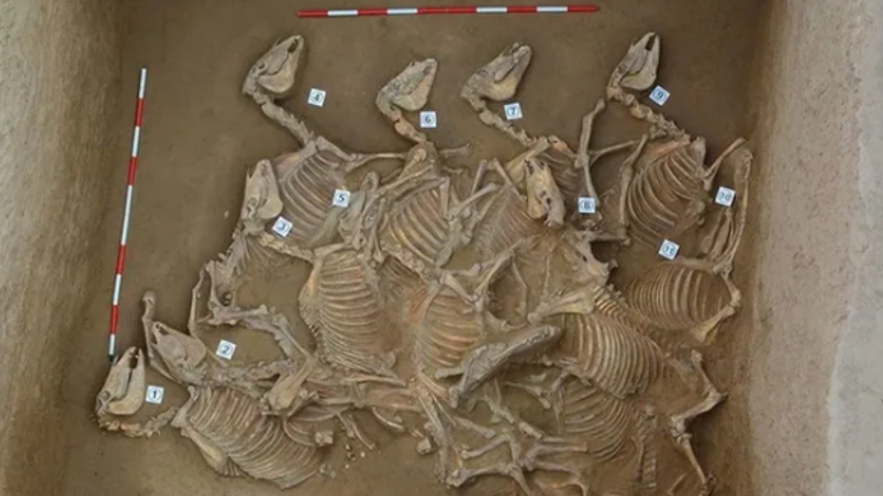 Covas de cavalos sacrificados na Idade do Bronze são encontradas na China