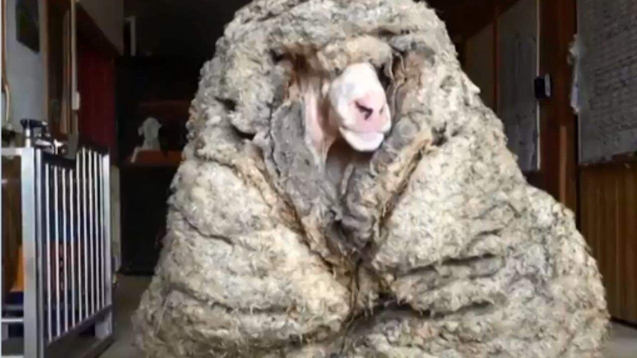 Ovelha selvagem é resgatada na Austrália e gera mais de 35 quilos de lã