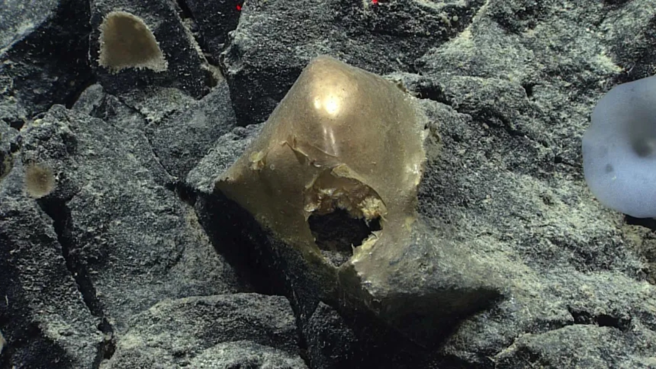 Descoberta: Cientistas encontram misterioso ‘ovo dourado’ no fundo do mar