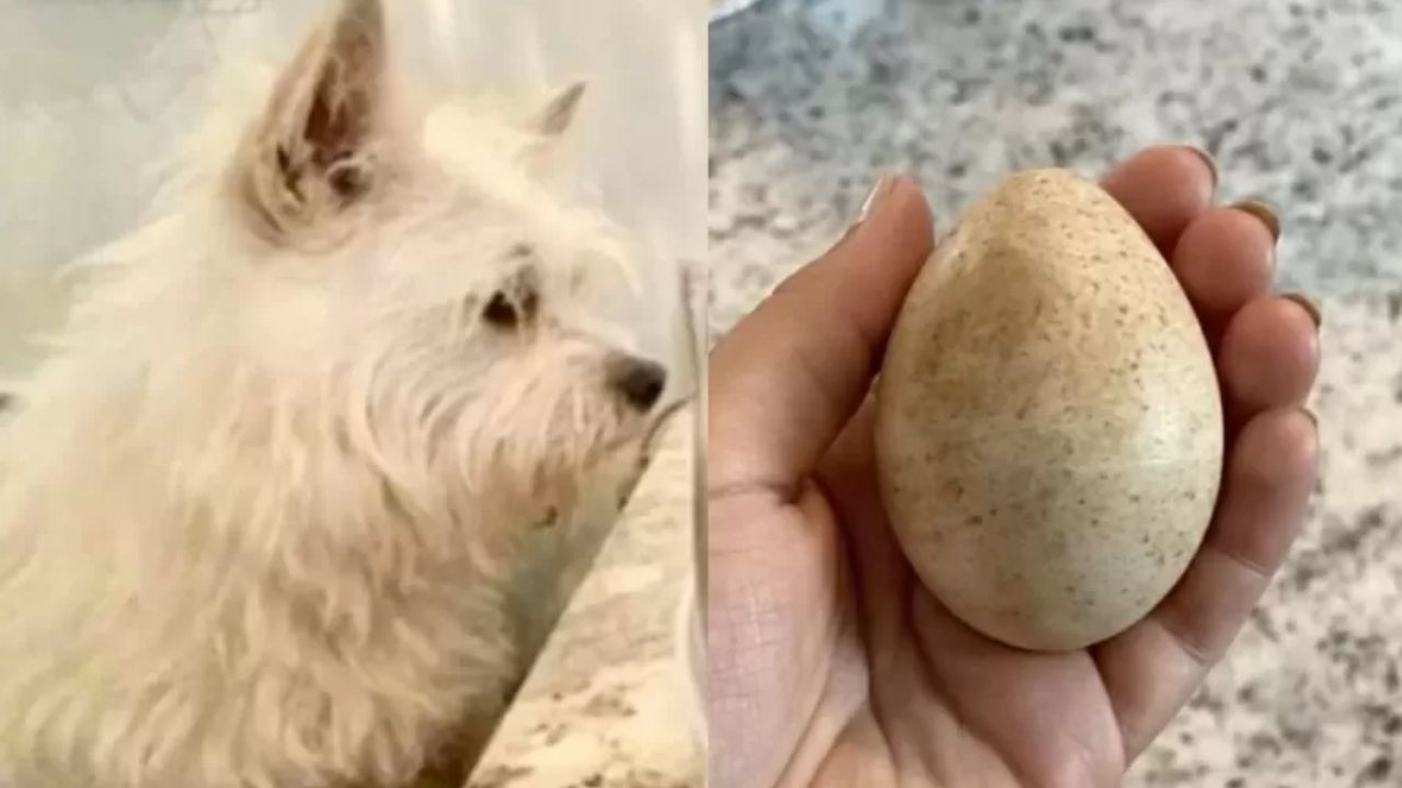 Após cadela encontrar ovo em passeio, americana se surpreende