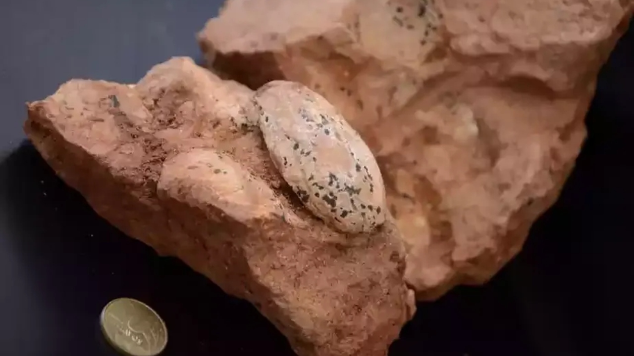 Pesquisadores encontram ovos de 80 milhões de anos em obras de rodovia brasileira
