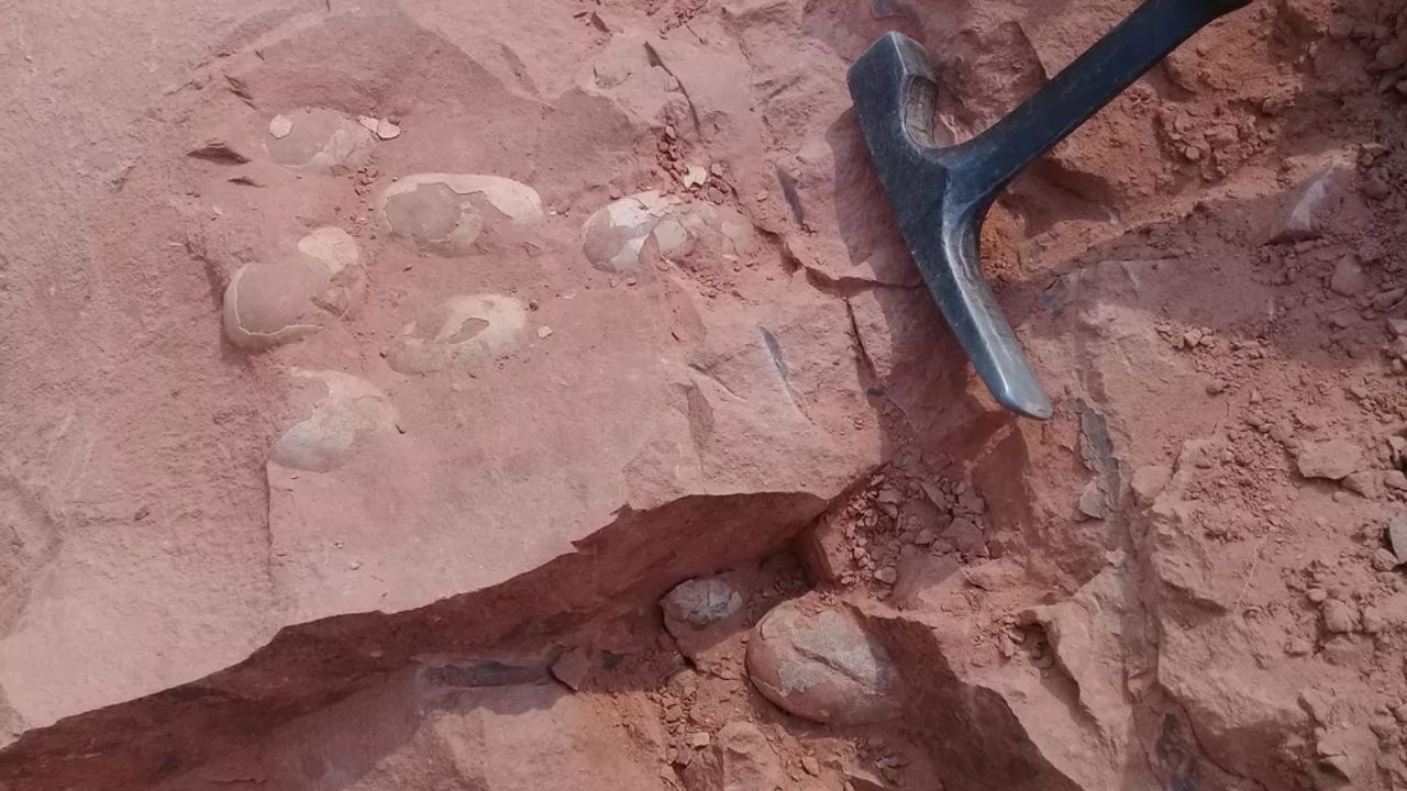 Em Presidente Prudente, paleontólogos descobrem ovos de crocodilo de 80 milhões de anos