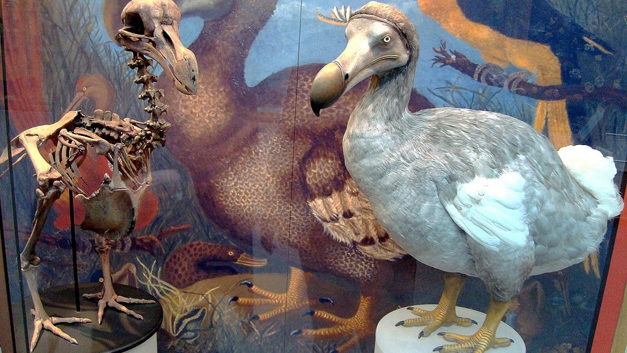 Extinção de aves causada pelos humanos é duas vezes maior do que se pensava