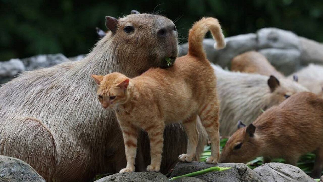 Gato adotado por capivaras se torna atração de zoológico na Malásia