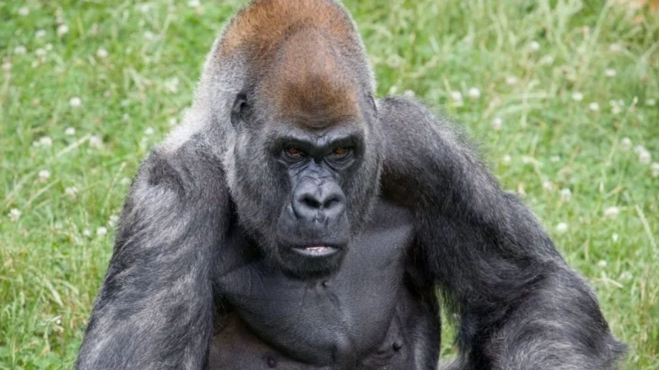 EUA: Gorila macho mais velho do mundo morre em zoológico, aos 61 anos