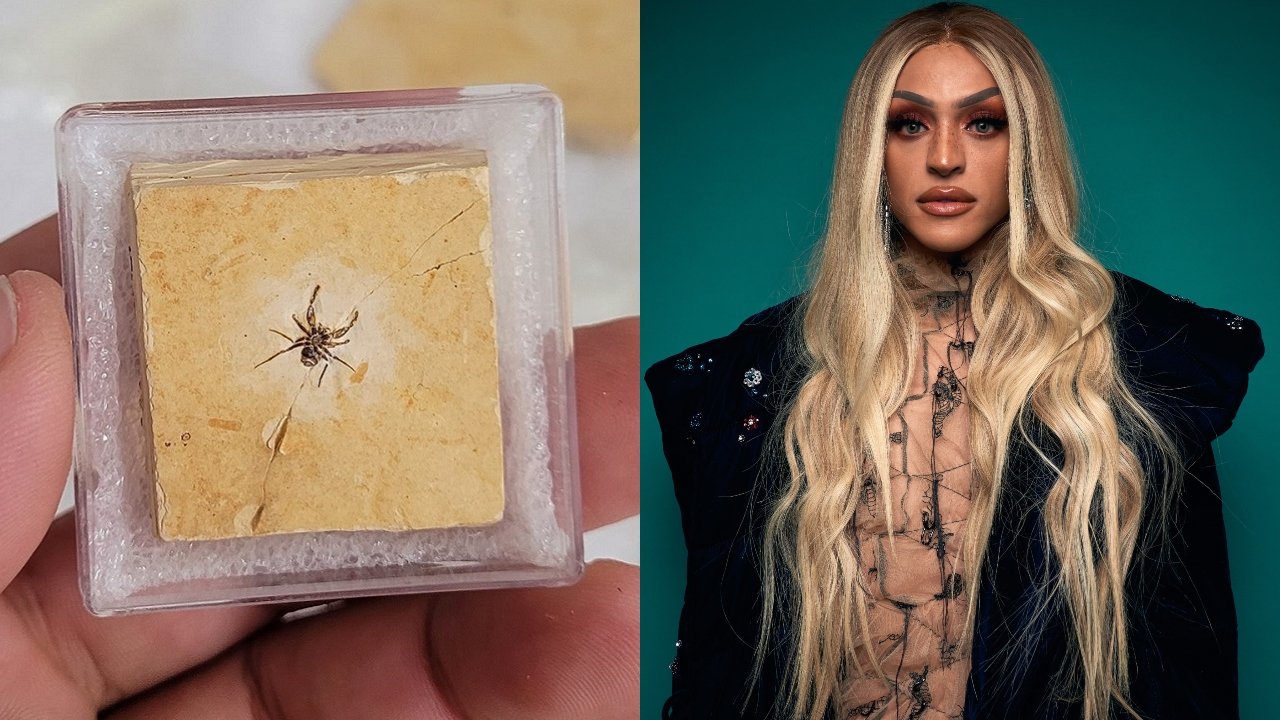 Fóssil de aranha que homenageia Pabllo Vittar retorna ao Brasil