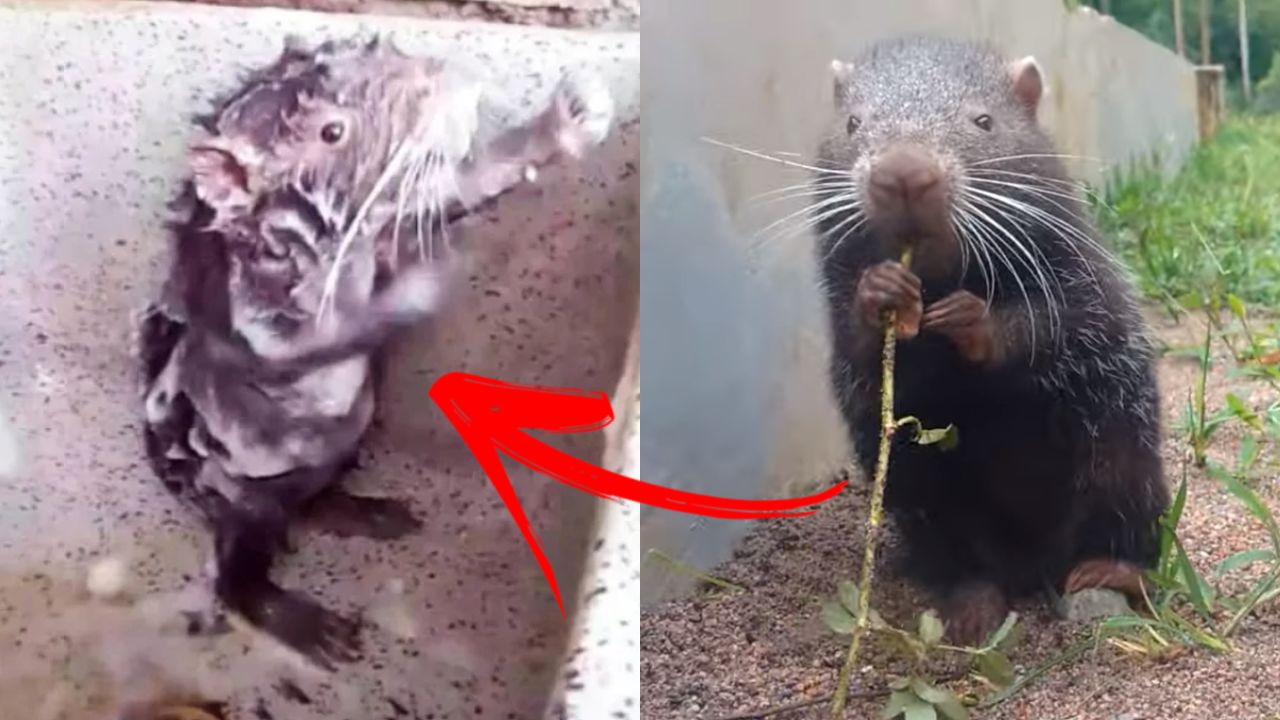 Vídeo de roedor tomando banho volta viralizar; saiba a cruel verdade sobre a gravação