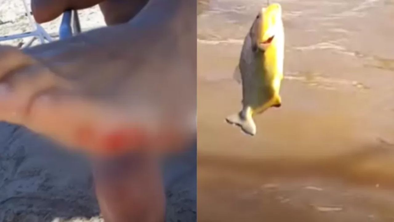 Dezenas de pessoas sofrem com ataque de peixes carnívoros na Argentina