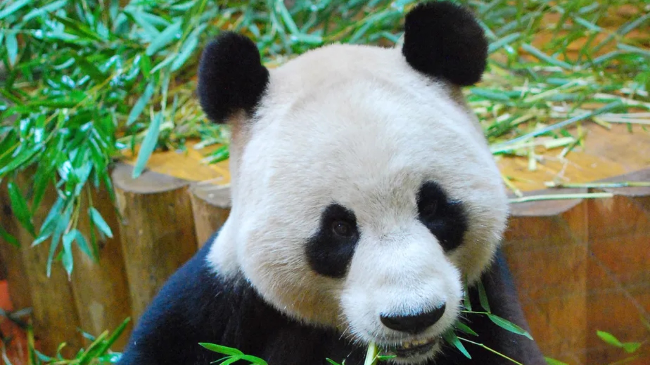 Após 12 anos sem reprodução, Reino Unido devolverá pandas gigantes à China